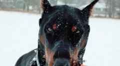 Doberman u vlasništvu roshine - pasmina ili roditeljstva?